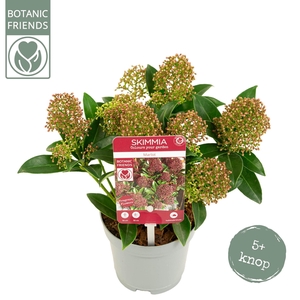 Skimmia japonica 'Marlot' 5+bloem