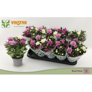 CHRYS DA VINC GEM PT