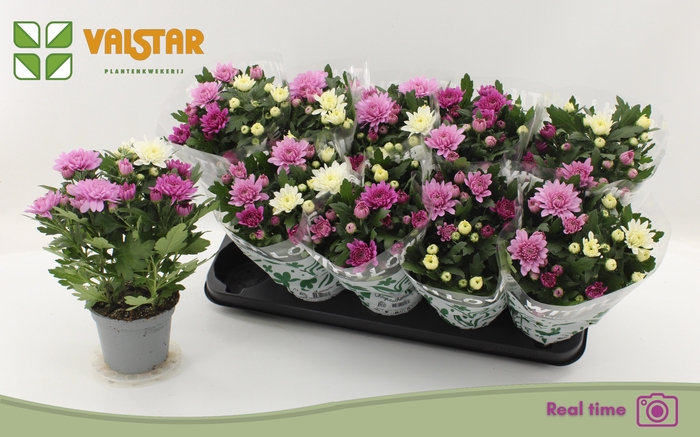 <h4>CHRYS DA VINC GEM PT</h4>