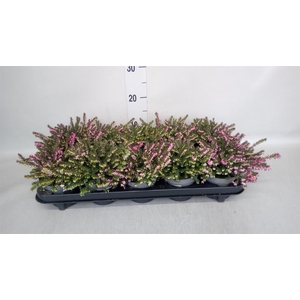 Erica darley. 'Kramer's Rote'