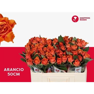 R Gr Arancio