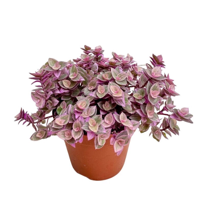 <h4>CALLISIA REPENS P8,5 PINK</h4>