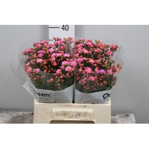 Kal Taffy Pin Meadow