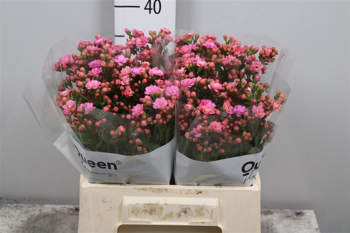 <h4>Kal Taffy Pin Meadow</h4>