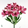 ALLIUM JASMINE