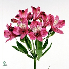 ALLIUM JASMINE