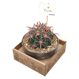 Ferocactus Latispinus Keramiek Terracotta