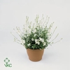 GAUR LI GEYSER WHITE