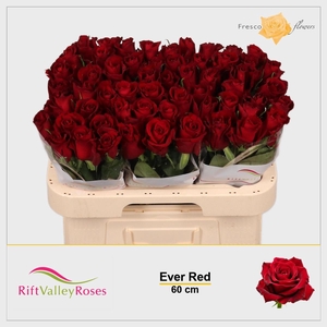 R GR EVER RED