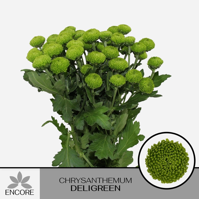 <h4>CHR T DELIGREEN</h4>