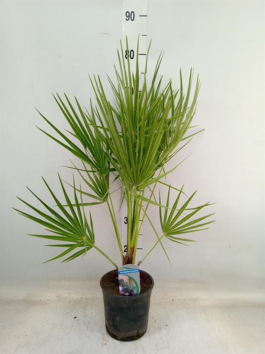 <h4>Chamaerops humilis</h4>