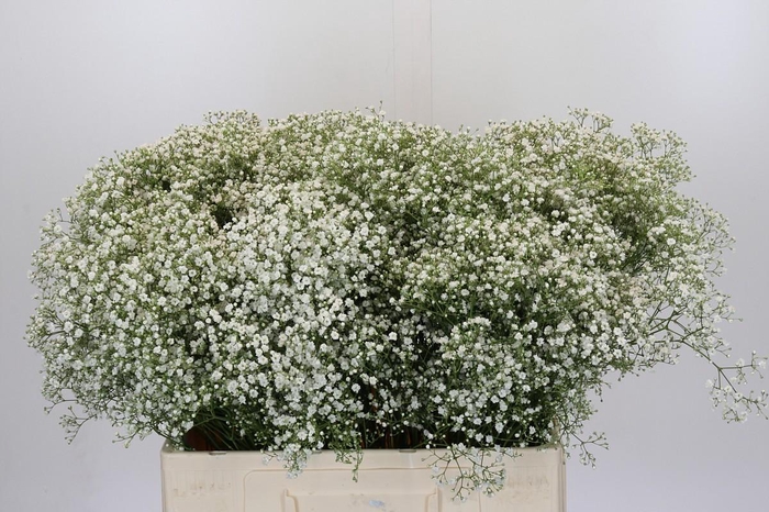 <h4>Gyps Zinzi Tyree</h4>