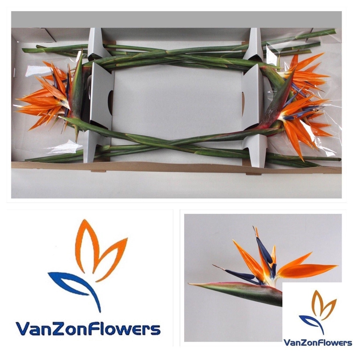 <h4>STRELITZIA REG.   ...BLOEM</h4>