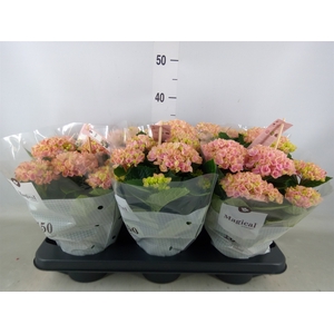Hydrangea mac. 'Magical Revolution'