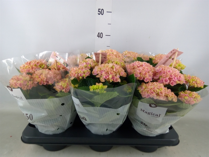 <h4>Hydrangea mac. 'Magical Revolution'</h4>