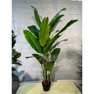 Plant Strelitzia 165cm in pot green