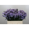 Limonium sinuatum Donau Birds