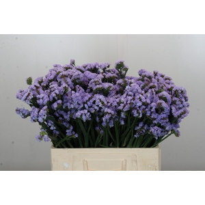 Limonium sinuatum Donau Birds