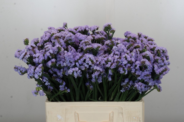 <h4>Limonium sinuatum Donau Birds</h4>