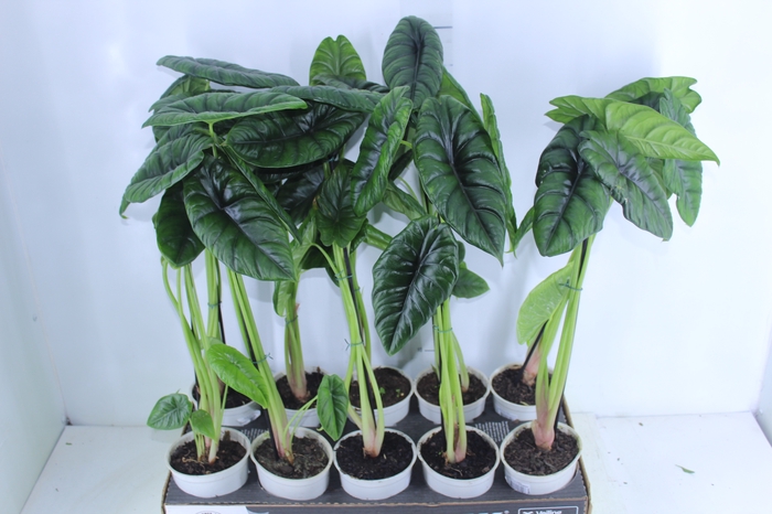 <h4>ALOCASIA PUNCAK BORNEENSIS P12</h4>