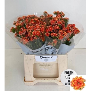 Kalanchoe Flaming Orange Meadow