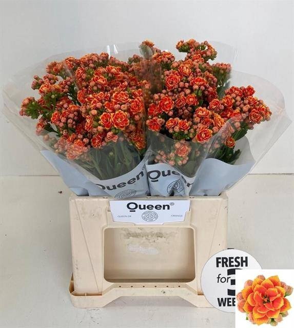 <h4>Kalanchoe Flaming Orange Meadow</h4>