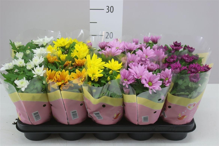 <h4>Chrysanth Gemengd</h4>