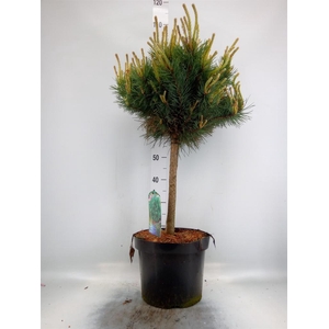 Pinus sylvestris 'Watereri'
