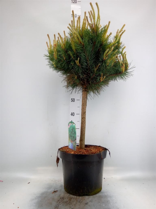 <h4>Pinus sylvestris 'Watereri'</h4>