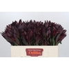 Leucadendron Saf Sunset Dark R.