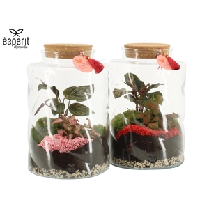 22021: Lovess terrarium