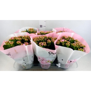 Kalanchoe  'MoreFlow Lillian'