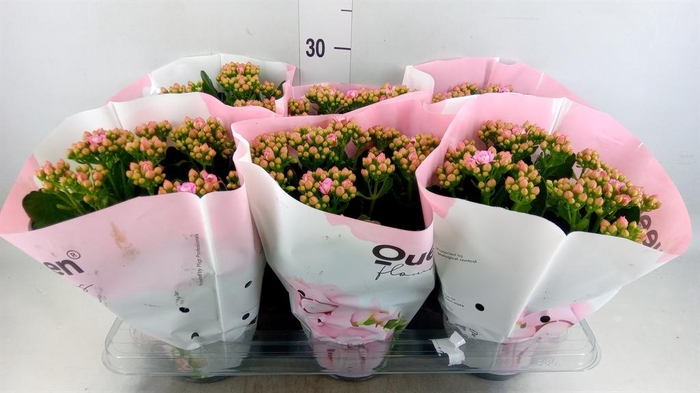 <h4>Kalanchoe  'MoreFlow Lillian'</h4>