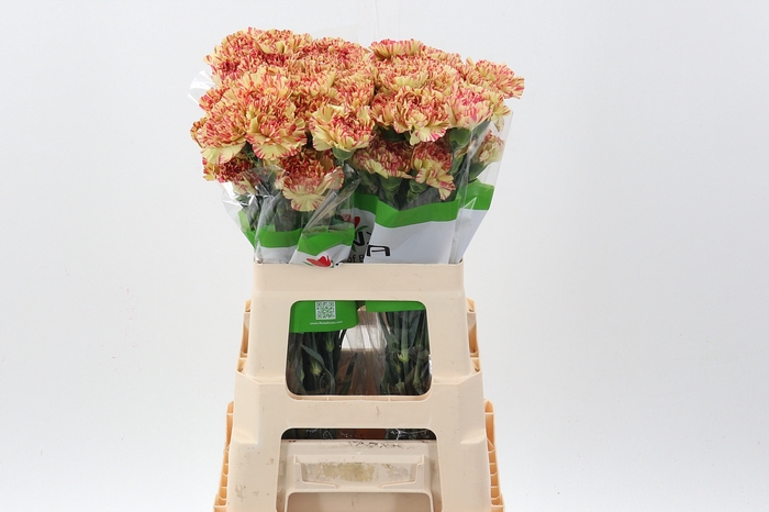 <h4>Di St Salamandra 60cm</h4>