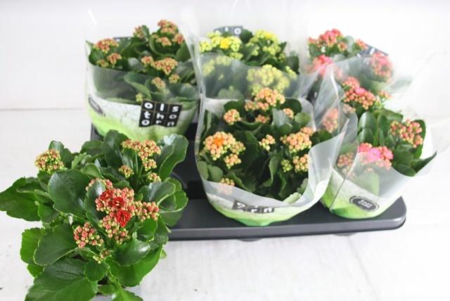 <h4>KAL GE GEM 4 KL</h4>