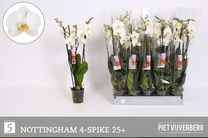 <h4>PHAL AN NOTTINGHAM</h4>