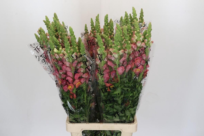 <h4>Antirrhinum Potomac Dark Orange</h4>