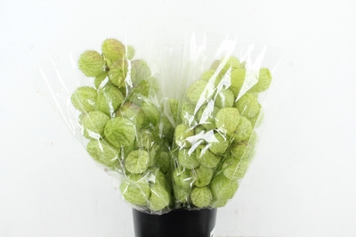 Siervruchten per tak Gomphocarpus fruticosus 'Moby Dick'