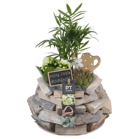 <h4>PTIB6541 Arrangement Indoor in houten pot</h4>