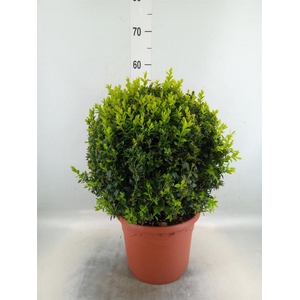 Buxus semp.   ...