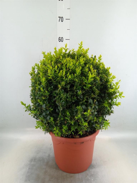 <h4>Buxus semp.   ...</h4>