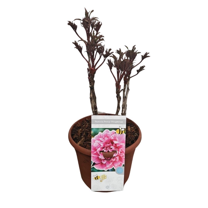 <h4>PAEONIA SUFFRUTICOSA</h4>