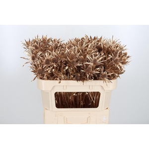 Eryn Orion Kl Bh Antiek Goud