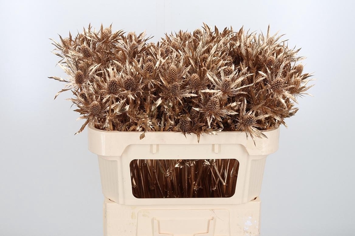 <h4>Eryn Orion Kl Bh Antiek Goud</h4>