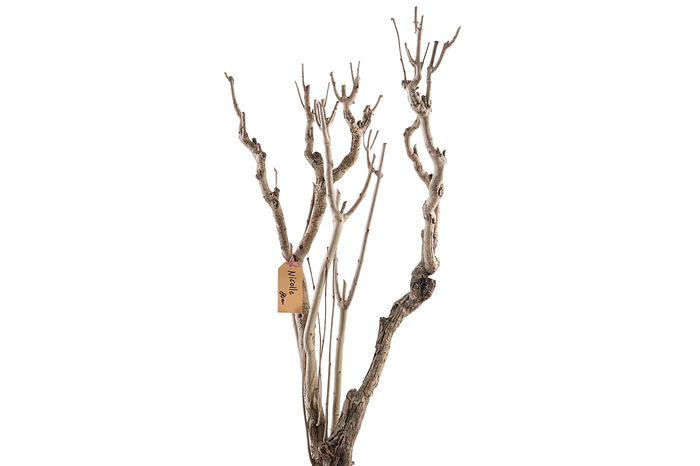 <h4>Syringa Branch Extra La Tour</h4>
