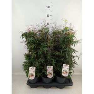 Jasminum polyanthum   ...rose