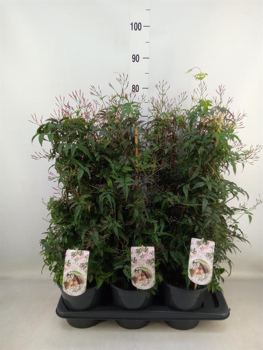 <h4>Jasminum polyanthum ...rose</h4>