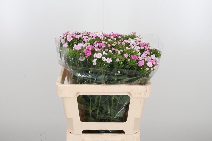 <h4>Di Barb Am Rose</h4>