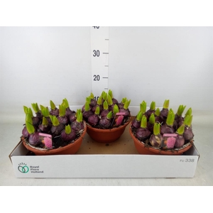 Hyacinthus orie. 'Pearl Pink'