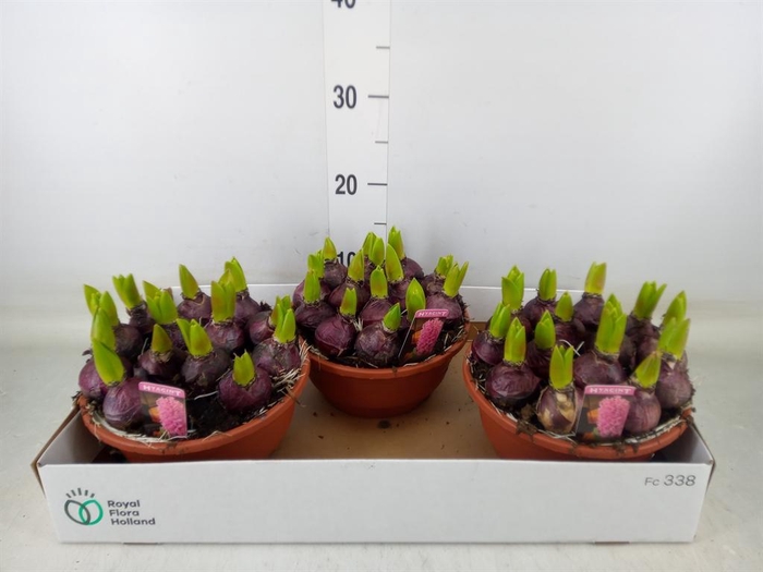 <h4>Hyacinthus orie. 'Pearl Pink'</h4>